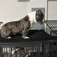 Harlequin, a female American Bully for sale in Orlando, FL – Photo 2 of 6