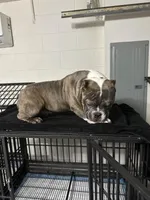 Chino, a male American Bully for sale in Orlando, FL – Photo 4 of 4