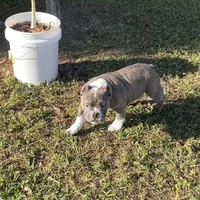 Chino, a male American Bully for sale in Orlando, FL – Photo 3 of 4