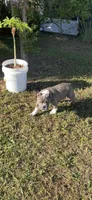 Chino, a male American Bully for sale in Orlando, FL – Photo 3 of 4