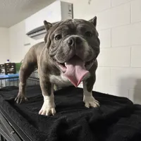 Chino, a male American Bully for sale in Orlando, FL – Photo 1 of 4