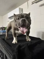 Chino, a male American Bully for sale in Orlando, FL – Photo 1 of 4