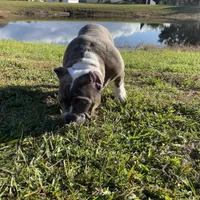 Chino, a male American Bully for sale in Orlando, FL – Photo 2 of 4