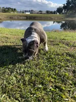 Chino, a male American Bully for sale in Orlando, FL – Photo 2 of 4
