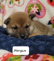 Morgan, a female Shiba Inu for sale in Abbotsford, WI – 2 of 2