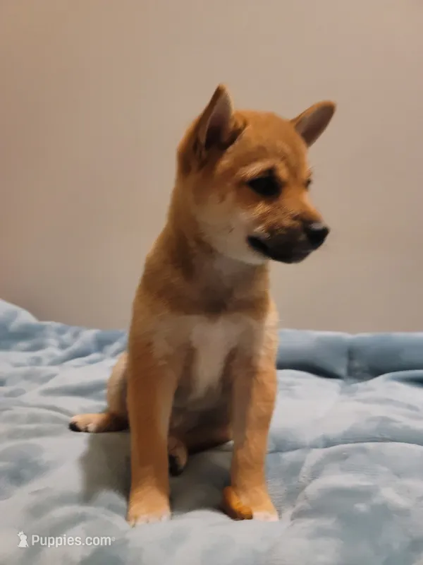 Morgan – Shiba Inu puppy for sale in Abbotsford, WI