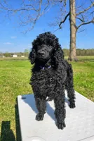 Charlotte , a female Poodle - Standard  for sale in Jacksonville, NC – Photo 1 of 5