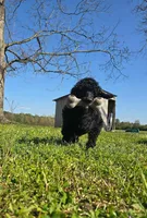 Charlotte , a female Poodle - Standard  for sale in Jacksonville, NC – Photo 5 of 5