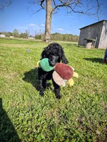 Charlotte , a female Poodle - Standard  for sale in Jacksonville, NC – Photo 4 of 5