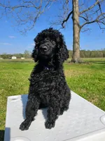 Charlotte , a female Poodle - Standard  for sale in Jacksonville, NC – Photo 2 of 5