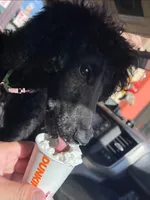 Minnie, a female Poodle - Standard  for sale in Dade City, FL – 6 of 8