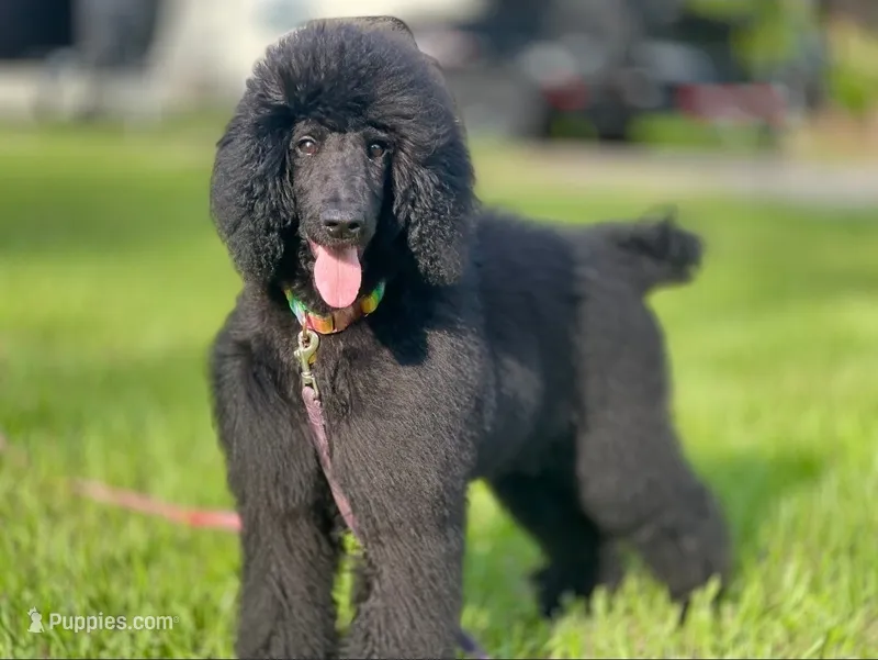 Minnie – Poodle - Standard  puppy for sale in Dade City, FL