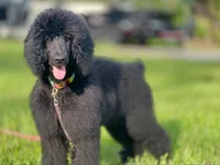 Minnie, a female Poodle - Standard  for sale in Dade City, FL – 3 of 8