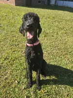 Phoenix , a female Poodle - Standard  for sale in Dade City, FL – 3 of 6