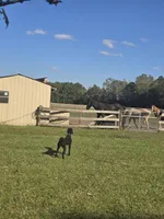 Phoenix , a female Poodle - Standard  for sale in Dade City, FL – 5 of 6