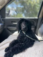 Minnie, a female Poodle - Standard  for sale in Dade City, FL – 8 of 8