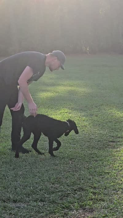 Phoenix , a female Poodle - Standard  for sale in Dade City, FL – 6 of 6