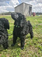 Buck, a male Poodle - Standard  for sale in Jacksonville, NC – Photo 6 of 10