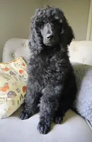 Buck, a male Poodle - Standard  for sale in Jacksonville, NC – Photo 4 of 10