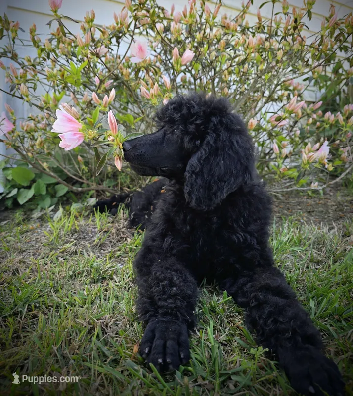 Buck – Poodle - Standard  puppy for sale in Jacksonville, NC