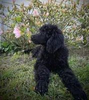 Buck, a male Poodle - Standard  for sale in Jacksonville, NC – Photo 1 of 10
