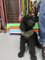 Buck, a male Poodle - Standard  for sale in Jacksonville, NC – Photo 7 of 10