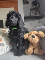 Buck, a male Poodle - Standard  for sale in Jacksonville, NC – Photo 10 of 10