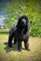 Buck, a male Poodle - Standard  for sale in Jacksonville, NC – Photo 2 of 10