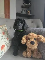 Buck, a male Poodle - Standard  for sale in Jacksonville, NC – Photo 8 of 10