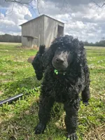 Buck, a male Poodle - Standard  for sale in Jacksonville, NC – Photo 5 of 10