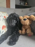 Buck, a male Poodle - Standard  for sale in Jacksonville, NC – Photo 9 of 10