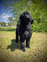 Buck, a male Poodle - Standard  for sale in Jacksonville, NC – Photo 3 of 10