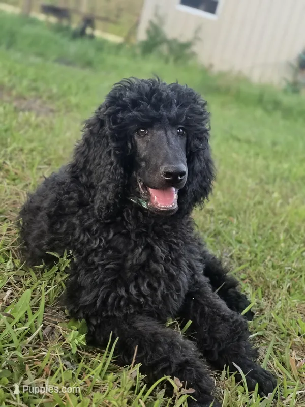 Buck – Poodle - Standard  puppy for sale in Jacksonville, NC