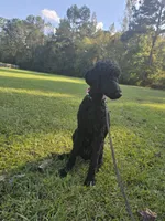 Phoenix , a female Poodle - Standard  for sale in Dade City, FL – 4 of 6