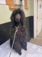 Minnie, a female Poodle - Standard  for sale in Dade City, FL – 4 of 8