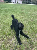 Minnie, a female Poodle - Standard  for sale in Dade City, FL – 7 of 8