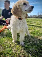 Golden, a female Poodle - Standard  for sale in Jacksonville, NC – Photo 4 of 10