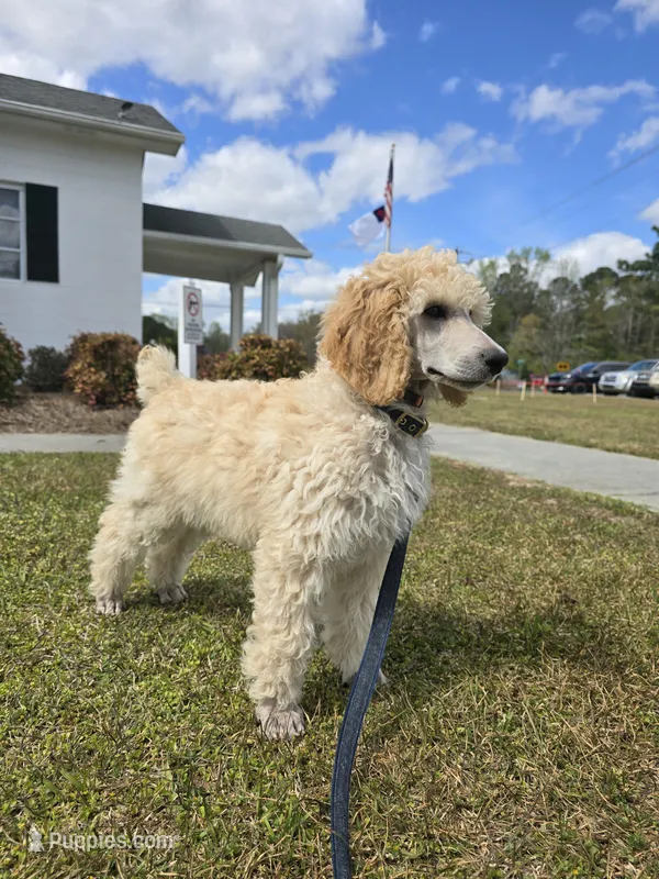 Golden – Poodle - Standard  puppy for sale in Jacksonville, NC