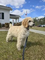 Golden, a female Poodle - Standard  for sale in Jacksonville, NC – Photo 1 of 10
