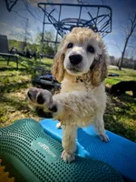 Golden, a female Poodle - Standard  for sale in Jacksonville, NC – Photo 3 of 10