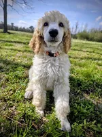 Golden, a female Poodle - Standard  for sale in Jacksonville, NC – Photo 2 of 10