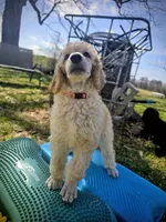 Golden, a female Poodle - Standard  for sale in Jacksonville, NC – Photo 6 of 10