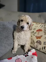 Golden, a female Poodle - Standard  for sale in Jacksonville, NC – Photo 9 of 10