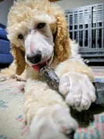 Golden, a female Poodle - Standard  for sale in Jacksonville, NC – Photo 7 of 10