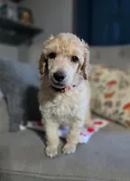 Golden, a female Poodle - Standard  for sale in Jacksonville, NC – Photo 10 of 10