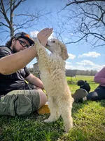 Golden, a female Poodle - Standard  for sale in Jacksonville, NC – Photo 5 of 10