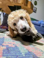 Golden, a female Poodle - Standard  for sale in Jacksonville, NC – Photo 8 of 10