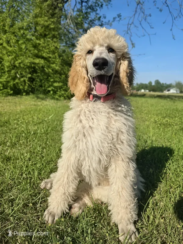 Golden – Poodle - Standard  puppy for sale in Jacksonville, NC