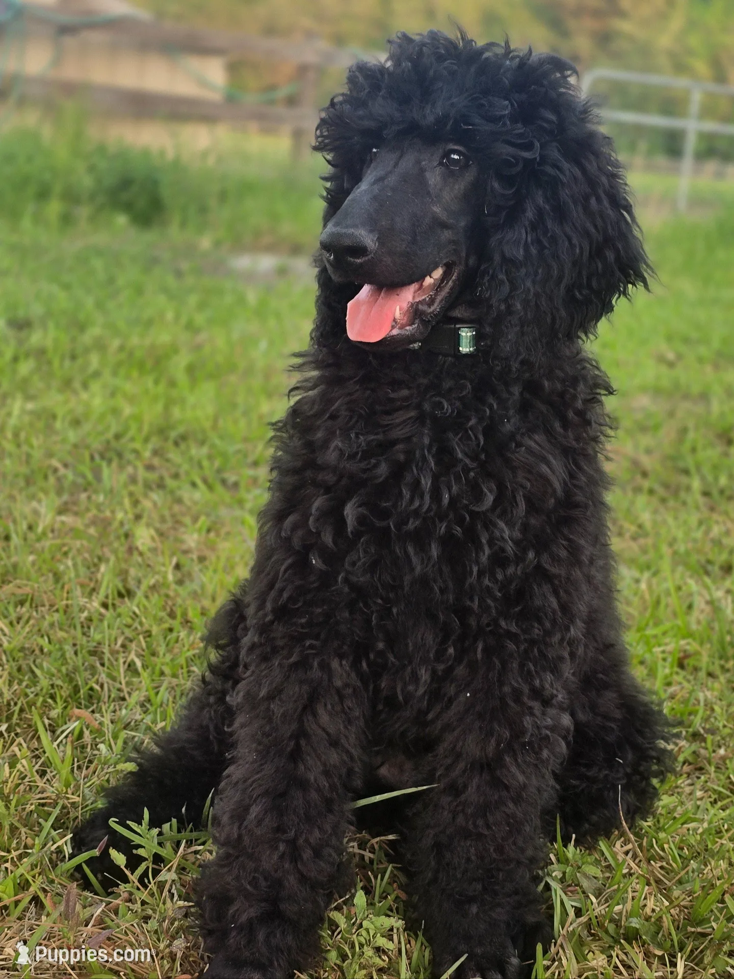 Buck, a male Poodle - Standard  for sale in Jacksonville, NC – 2 of 10