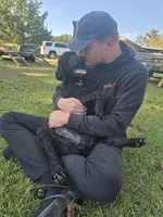 Phoenix , a female Poodle - Standard  for sale in Dade City, FL – 2 of 6